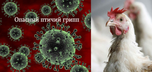 памятка для населения: грипп птиц - фото - 1