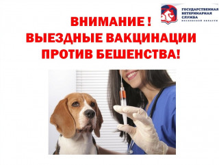 вакцинация кошек и собак против бешенства: д. Деребуж, д. Печкуры - фото - 1